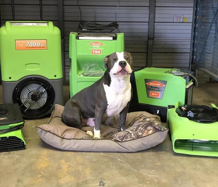 gray and white dog sitting on dog bed surrounded by SERVPRO equipment