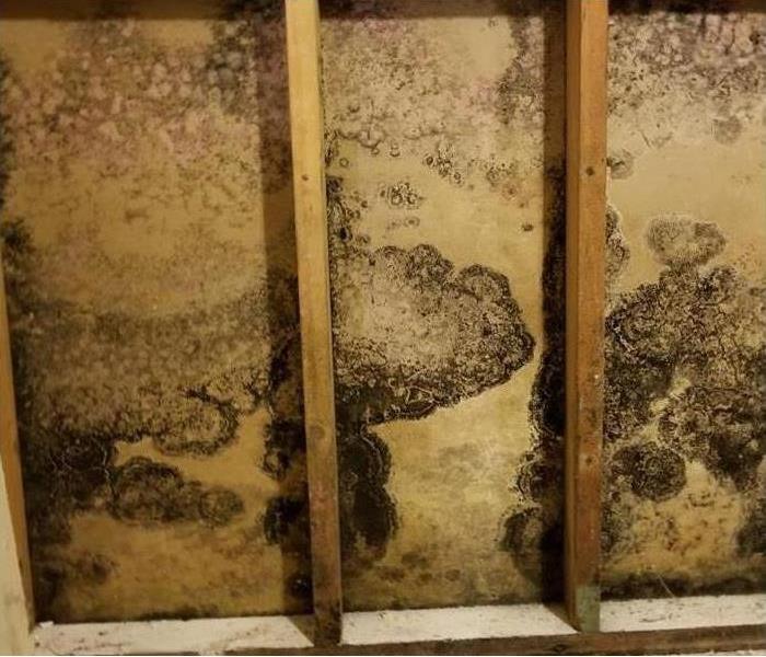 Secondary damage of mold on wall